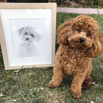 Pencil drawing: 11x14" Single Subject